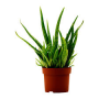 2016-hilde-aloevera.png