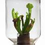 2017-uschi-plant-in-weekpot-2.jpg